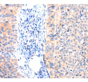 Immunohistochemistry - ANK3 Antibody from Signalway Antibody (37413) - Antibodies.com