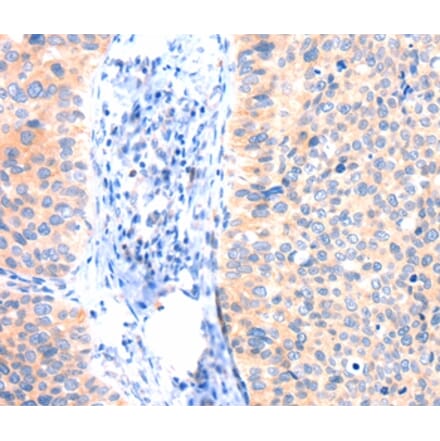 Immunohistochemistry - ANK3 Antibody from Signalway Antibody (37413) - Antibodies.com