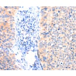 Immunohistochemistry - ANK3 Antibody from Signalway Antibody (37413) - Antibodies.com