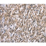 Immunohistochemistry - ADNP Antibody from Signalway Antibody (37424) - Antibodies.com