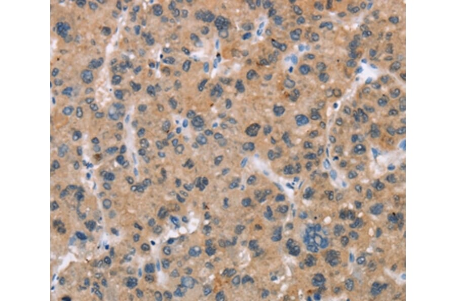 Immunohistochemistry - BAI2 Antibody from Signalway Antibody (37438) - Antibodies.com