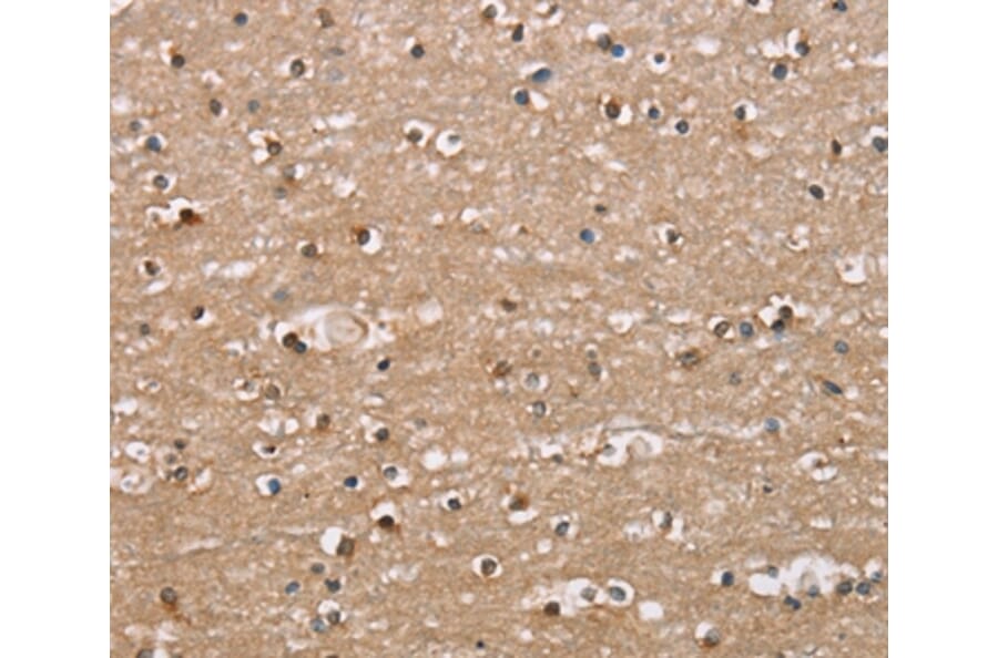 Immunohistochemistry - BAI2 Antibody from Signalway Antibody (37438) - Antibodies.com