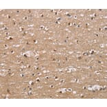 Immunohistochemistry - BAI2 Antibody from Signalway Antibody (37438) - Antibodies.com