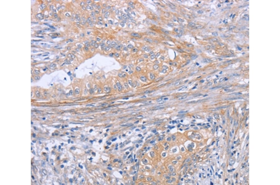 Immunohistochemistry - BOD1 Antibody from Signalway Antibody (37445) - Antibodies.com