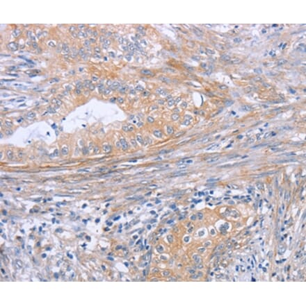 Immunohistochemistry - BOD1 Antibody from Signalway Antibody (37445) - Antibodies.com