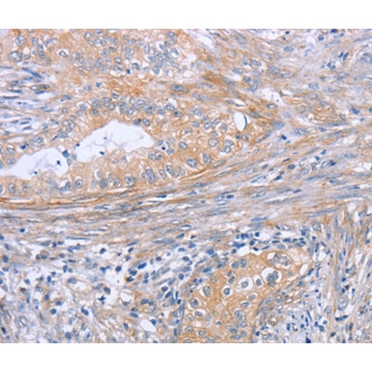 Immunohistochemistry - BOD1 Antibody from Signalway Antibody (37445) - Antibodies.com