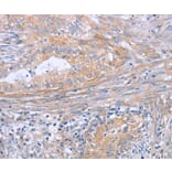 Immunohistochemistry - BOD1 Antibody from Signalway Antibody (37445) - Antibodies.com