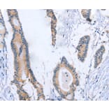 Immunohistochemistry - BOD1 Antibody from Signalway Antibody (37445) - Antibodies.com