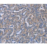 Immunohistochemistry - NCR2 Antibody from Signalway Antibody (37472) - Antibodies.com