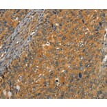 Immunohistochemistry - CIB1 Antibody from Signalway Antibody (37488) - Antibodies.com