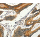 Immunohistochemistry - CIB1 Antibody from Signalway Antibody (37488) - Antibodies.com