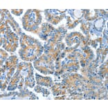 Immunohistochemistry - COG1 Antibody from Signalway Antibody (37495) - Antibodies.com