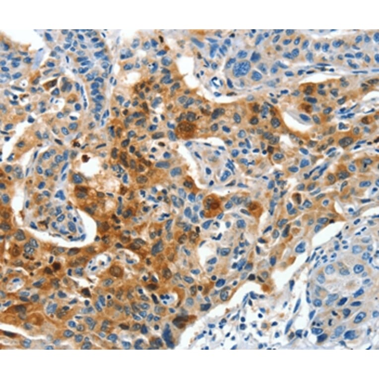 Immunohistochemistry - COG1 Antibody from Signalway Antibody (37495) - Antibodies.com