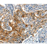 Immunohistochemistry - COG1 Antibody from Signalway Antibody (37495) - Antibodies.com