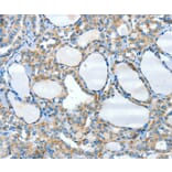 Immunohistochemistry - HID1 Antibody from Signalway Antibody (37500) - Antibodies.com