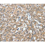 Immunohistochemistry - DTX1 Antibody from Signalway Antibody (37528) - Antibodies.com