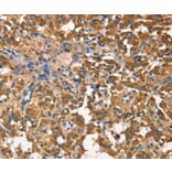 Immunohistochemistry - AGO1 Antibody from Signalway Antibody (37543) - Antibodies.com