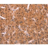 Immunohistochemistry - EMP2 Antibody from Signalway Antibody (37546) - Antibodies.com