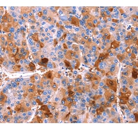 Immunohistochemistry - ERN2 Antibody from Signalway Antibody (37554) - Antibodies.com
