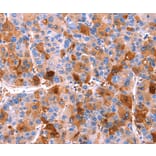 Immunohistochemistry - ERN2 Antibody from Signalway Antibody (37554) - Antibodies.com