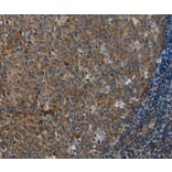 Immunohistochemistry - FPR3 Antibody from Signalway Antibody (37576) - Antibodies.com