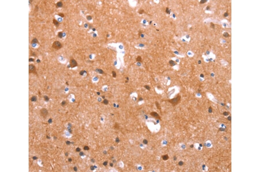 Immunohistochemistry - GAS8 Antibody from Signalway Antibody (37587) - Antibodies.com