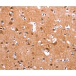 Immunohistochemistry - GAS8 Antibody from Signalway Antibody (37587) - Antibodies.com