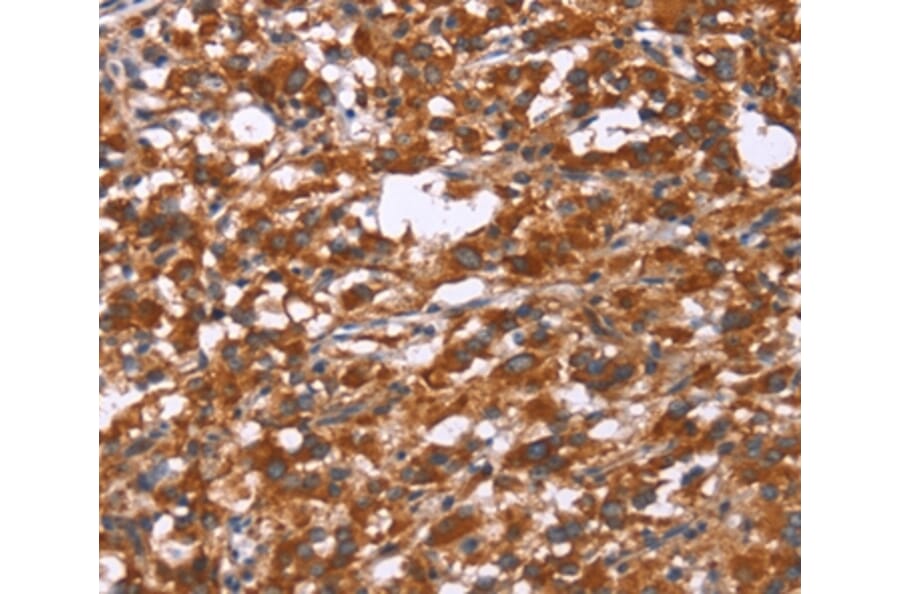 Immunohistochemistry - GPHN Antibody from Signalway Antibody (37590) - Antibodies.com