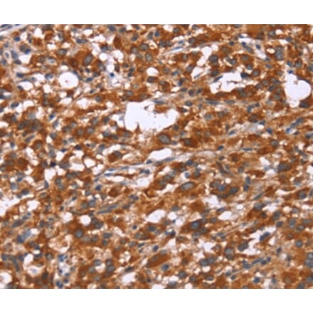 Immunohistochemistry - GPHN Antibody from Signalway Antibody (37590) - Antibodies.com