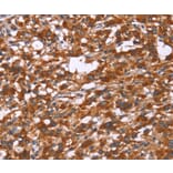 Immunohistochemistry - GPHN Antibody from Signalway Antibody (37590) - Antibodies.com