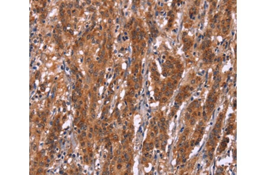 Immunohistochemistry - GPHN Antibody from Signalway Antibody (37590) - Antibodies.com