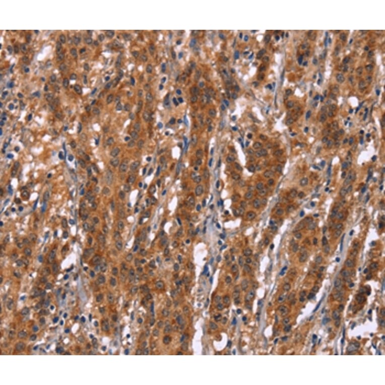 Immunohistochemistry - GPHN Antibody from Signalway Antibody (37590) - Antibodies.com
