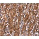 Immunohistochemistry - GPHN Antibody from Signalway Antibody (37590) - Antibodies.com
