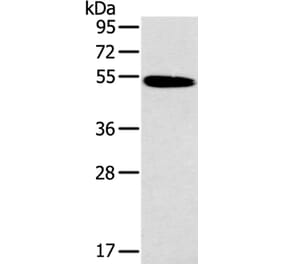 HRH1 Antibody from Signalway Antibody (37630) - Antibodies.com