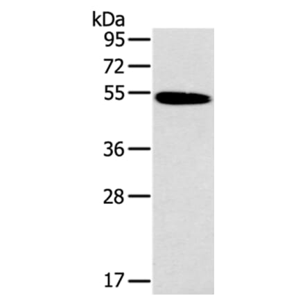 HRH1 Antibody from Signalway Antibody (37630) - Antibodies.com