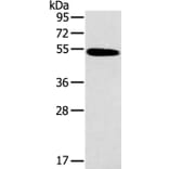 HRH1 Antibody from Signalway Antibody (37630) - Antibodies.com