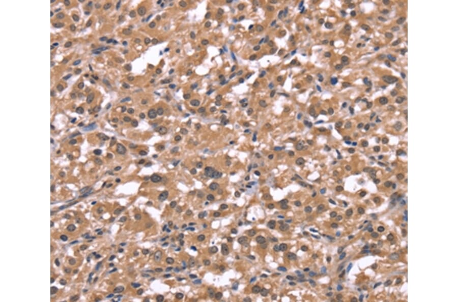 Immunohistochemistry - HRH1 Antibody from Signalway Antibody (37630) - Antibodies.com