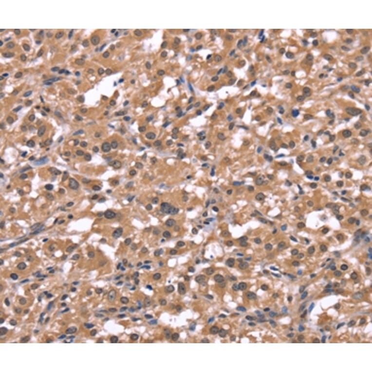 Immunohistochemistry - HRH1 Antibody from Signalway Antibody (37630) - Antibodies.com