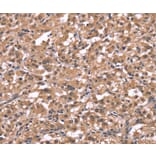 Immunohistochemistry - HRH1 Antibody from Signalway Antibody (37630) - Antibodies.com