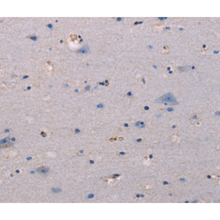 Immunohistochemistry - KSR1 Antibody from Signalway Antibody (37692) - Antibodies.com