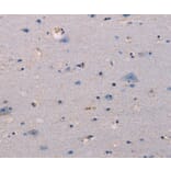 Immunohistochemistry - KSR1 Antibody from Signalway Antibody (37692) - Antibodies.com