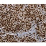 Immunohistochemistry - LEO1 Antibody from Signalway Antibody (37702) - Antibodies.com