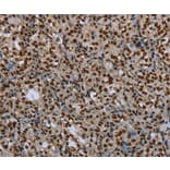 Immunohistochemistry - LEO1 Antibody from Signalway Antibody (37702) - Antibodies.com