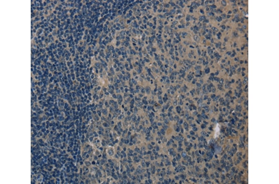 Immunohistochemistry - LGR4 Antibody from Signalway Antibody (37703) - Antibodies.com