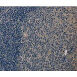 Immunohistochemistry - LGR4 Antibody from Signalway Antibody (37703) - Antibodies.com