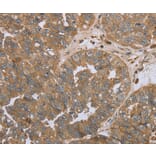 Immunohistochemistry - NPR2 Antibody from Signalway Antibody (37763) - Antibodies.com