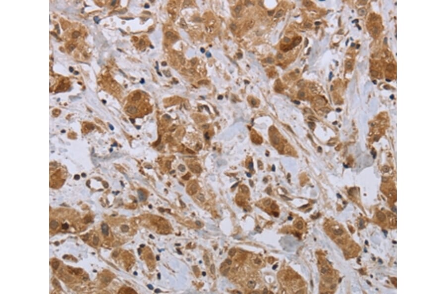 Immunohistochemistry - NPR2 Antibody from Signalway Antibody (37763) - Antibodies.com