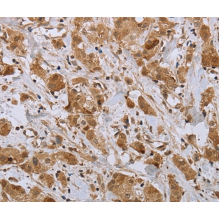 Immunohistochemistry - NPR2 Antibody from Signalway Antibody (37763) - Antibodies.com