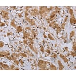 Immunohistochemistry - NPR2 Antibody from Signalway Antibody (37763) - Antibodies.com