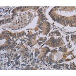 Immunohistochemistry - CCL1 Antibody from Signalway Antibody (37765) - Antibodies.com